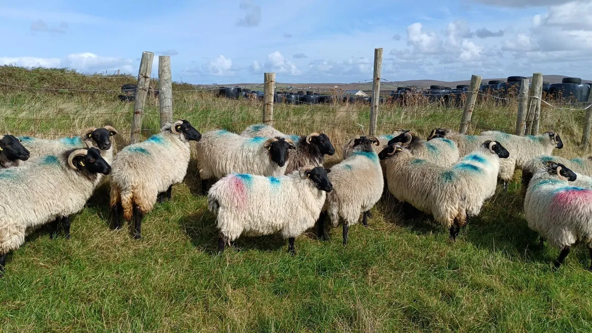 45 mayo blackface hoggets - Image 4