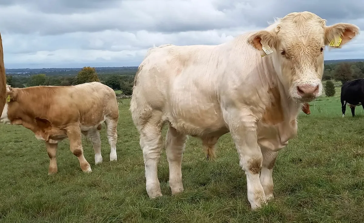 Bull Weanlings Roscommon Mart 23rd Sept - Image 2