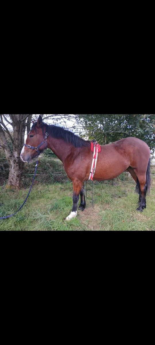 Filly - Image 2