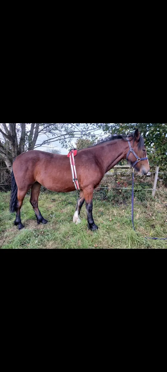 Filly - Image 1