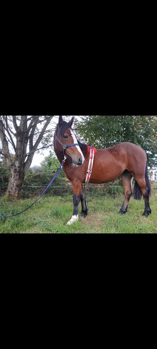 Filly - Image 3
