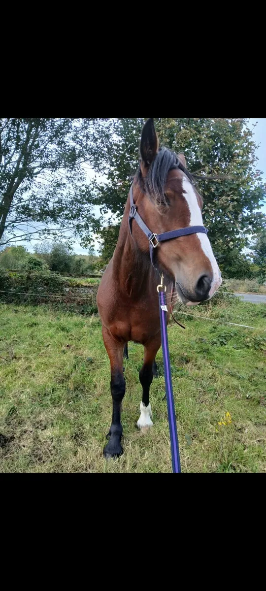Filly - Image 4