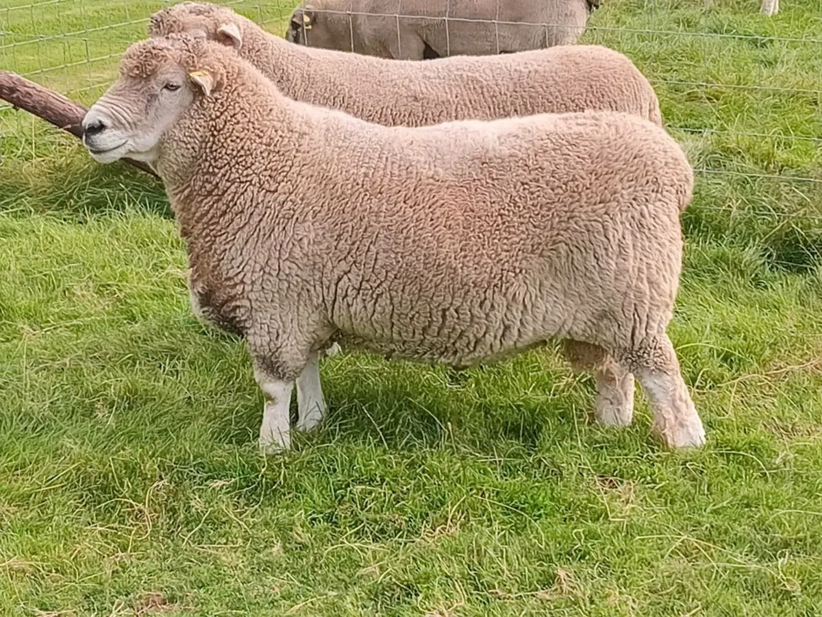 New Zealand Romney hogget rams - Image 1