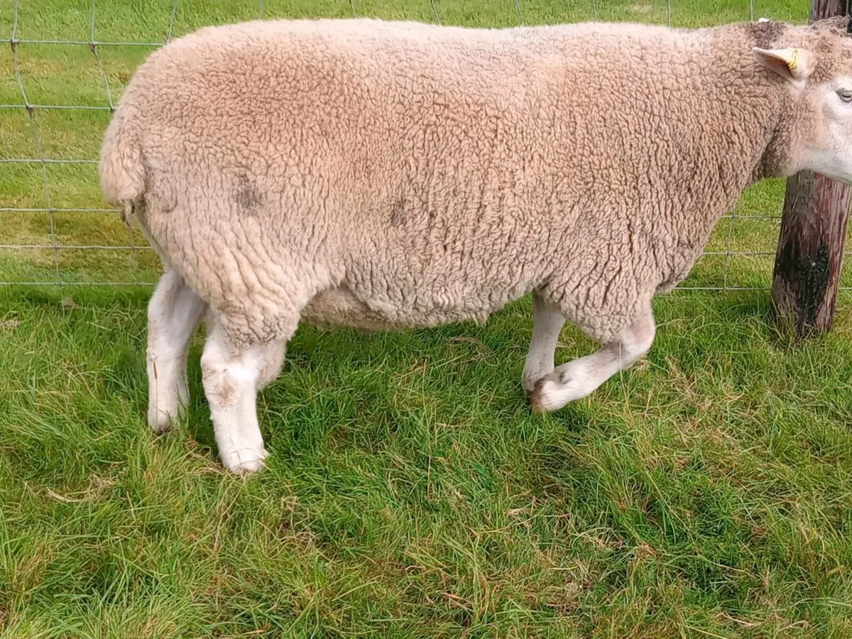 New Zealand Romney hogget rams - Image 2