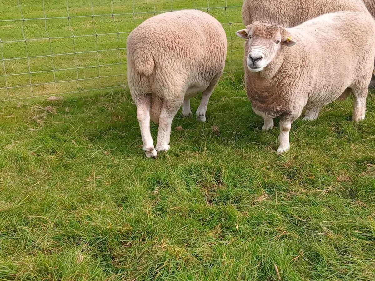 New Zealand Romney hogget rams - Image 3