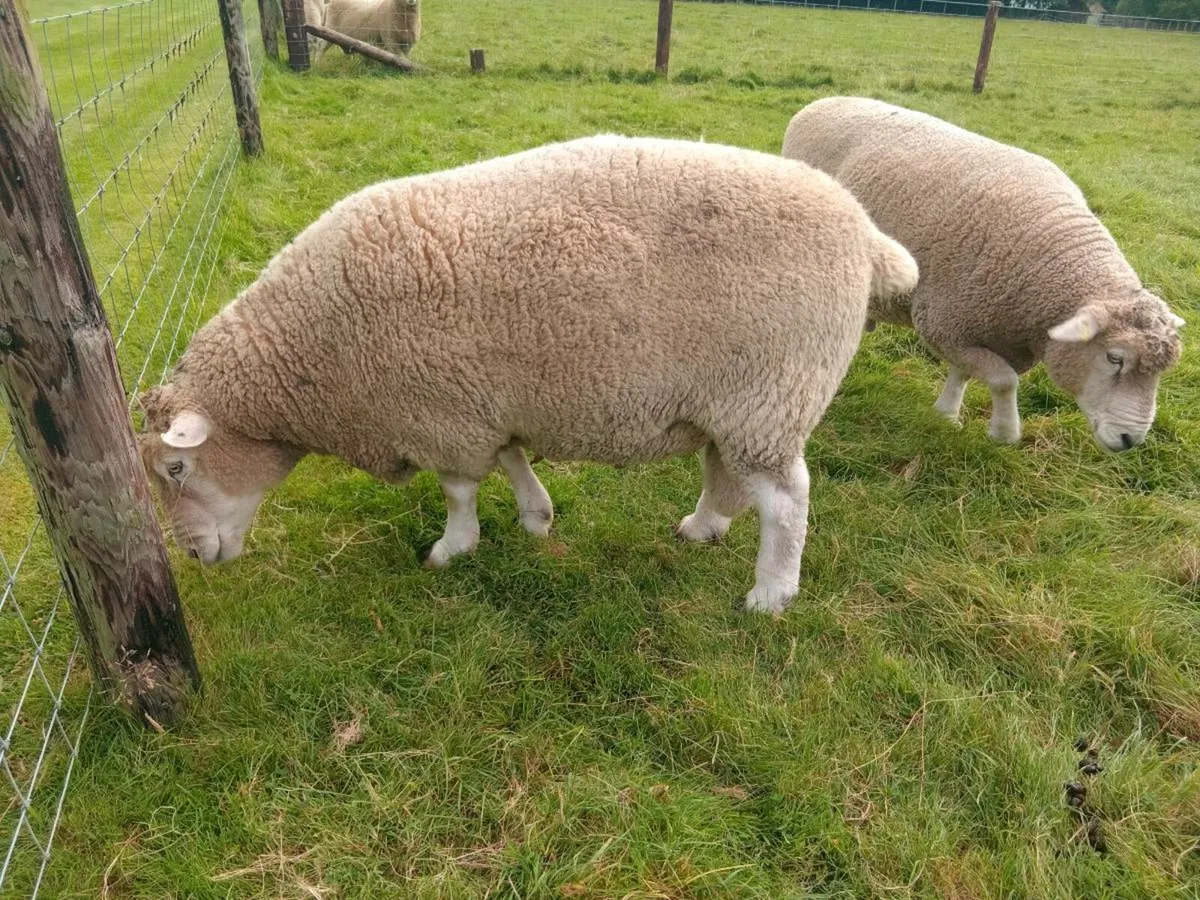 New Zealand Romney hogget rams - Image 4