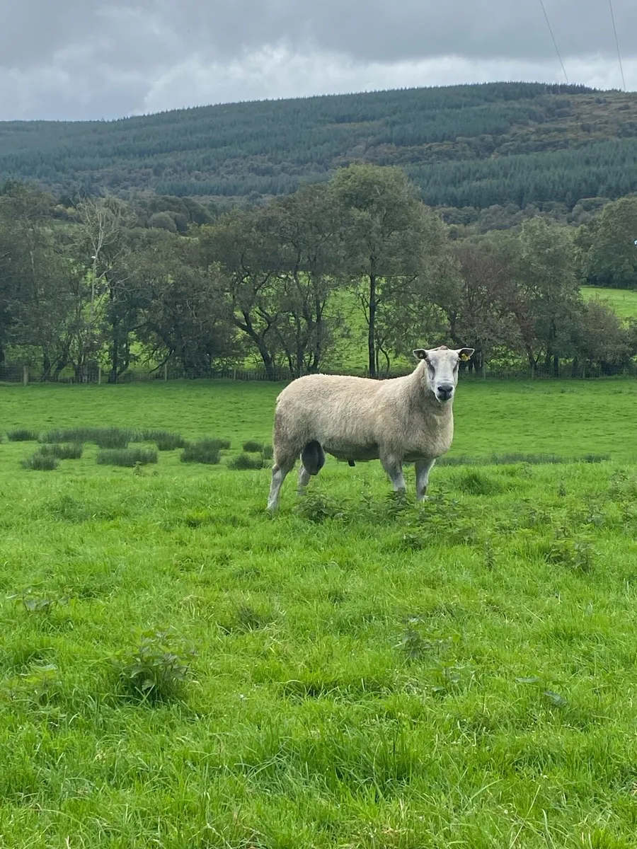 Ram - Image 1