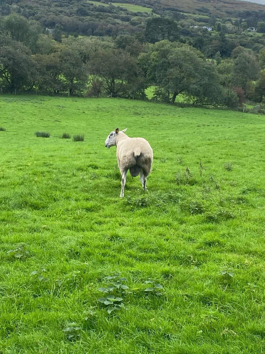 Ram - Image 2
