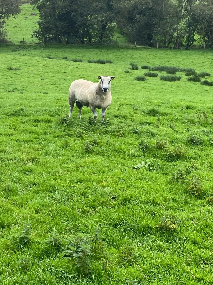 Ram - Image 3