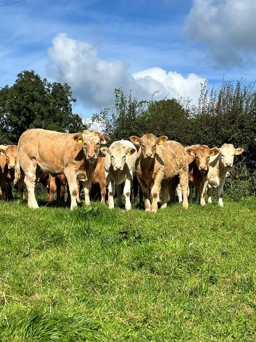 Top Quality CHX Heifer Weanling @ Portumna Mart - Image 1