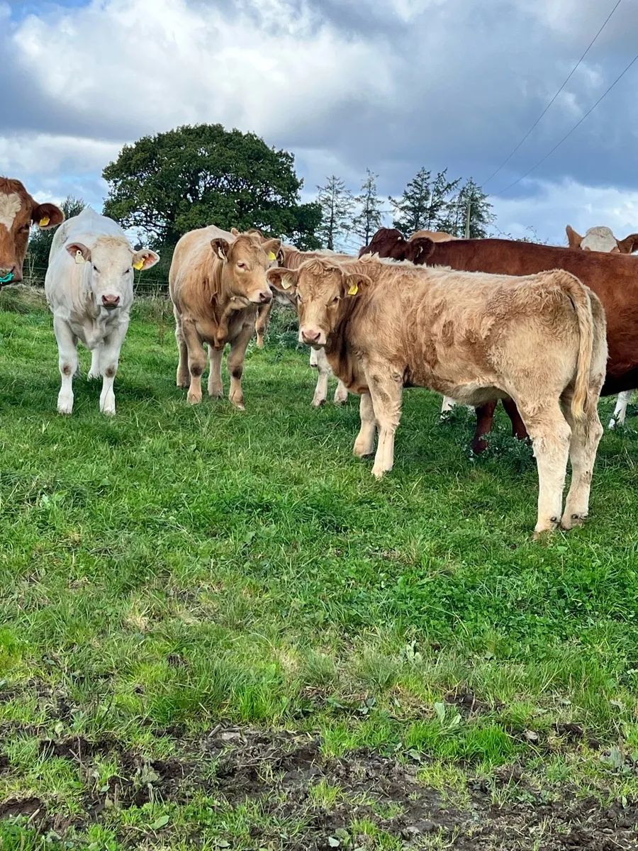 Top Quality CHX Heifer Weanling @ Portumna Mart - Image 2