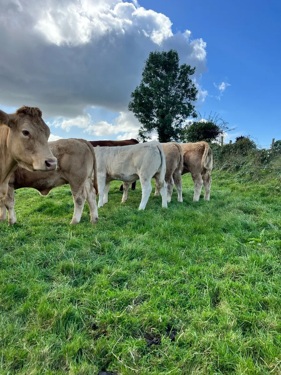 Top Quality CHX Heifer Weanling @ Portumna Mart - Image 3