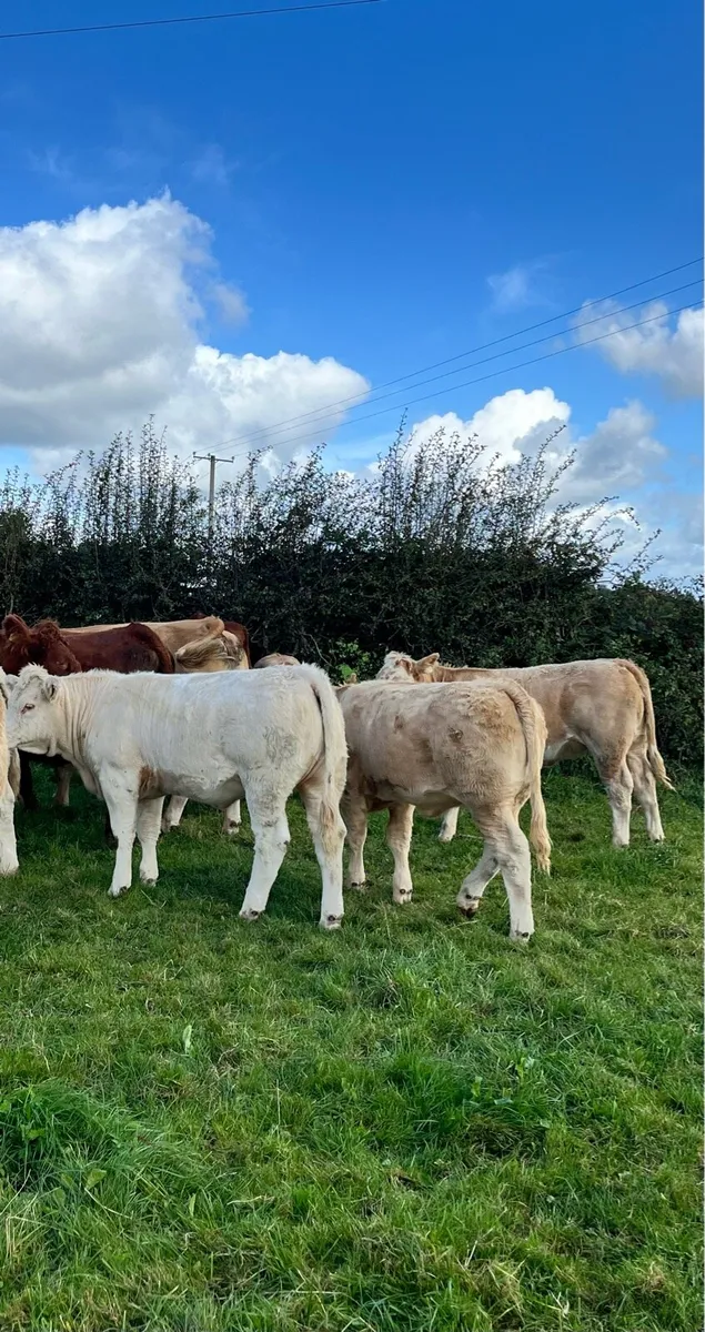 Top Quality CHX Heifer Weanling @ Portumna Mart - Image 4