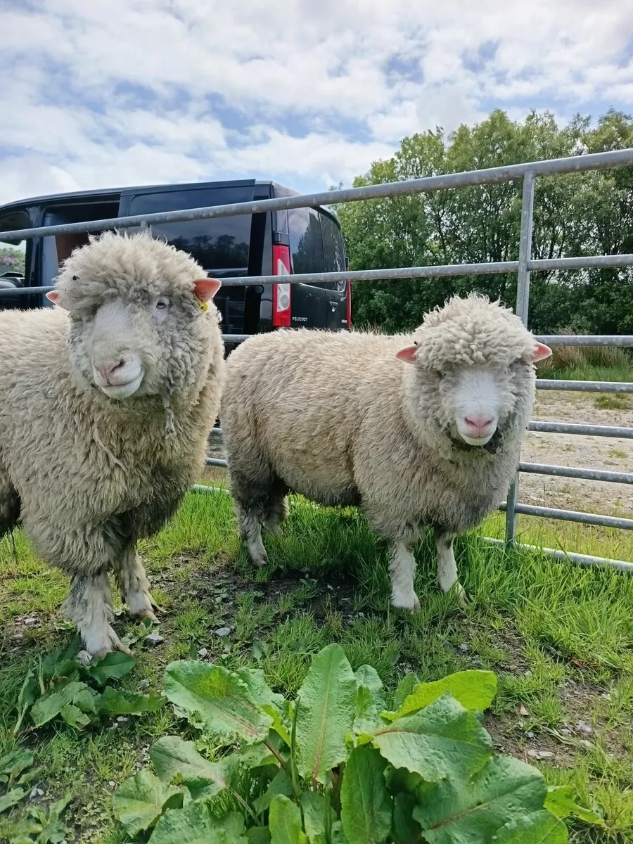 Dorset hogget rams - Image 4