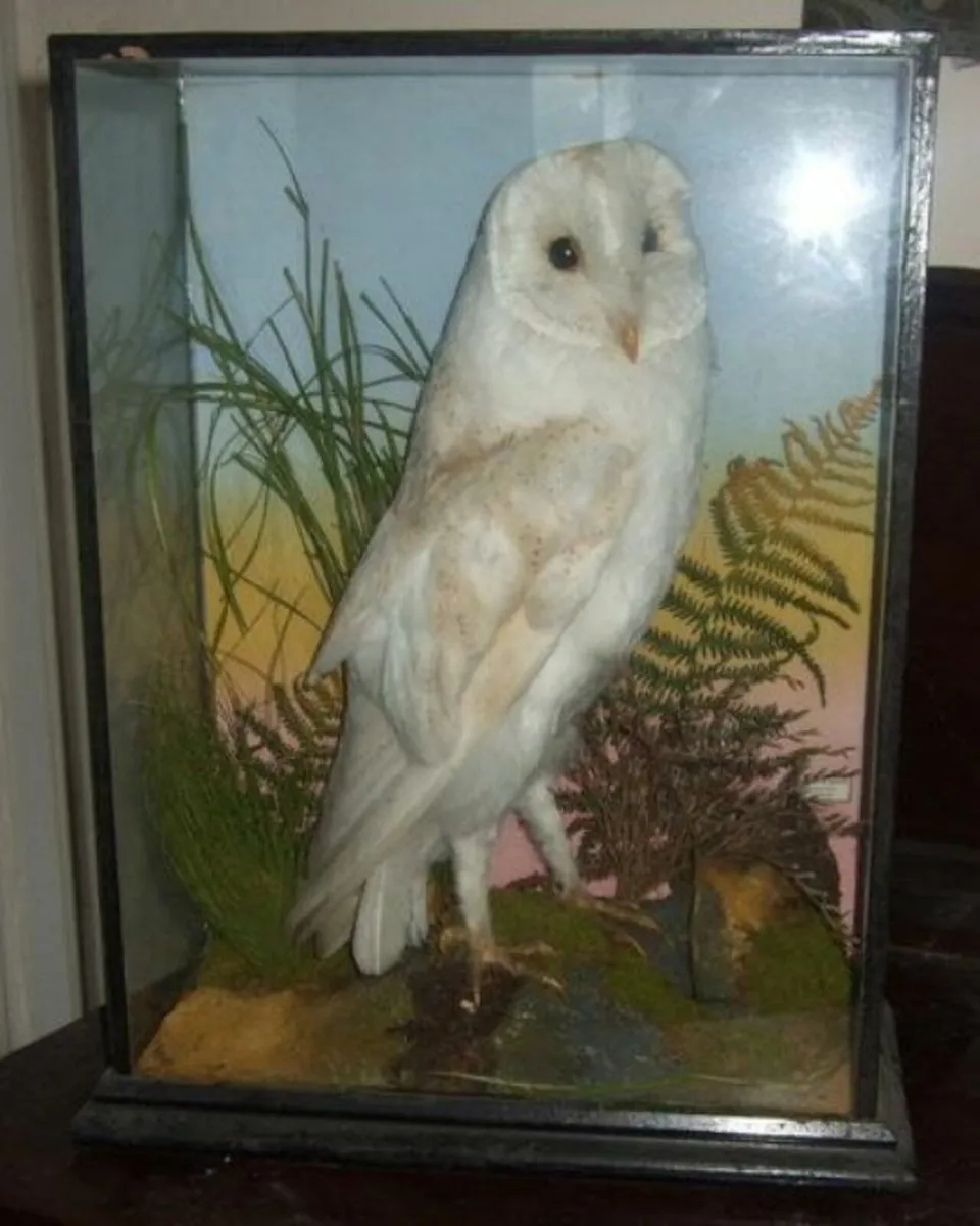 Vintage Victorian Taxidermy 'Rohu & Sons' Cork - Image 3