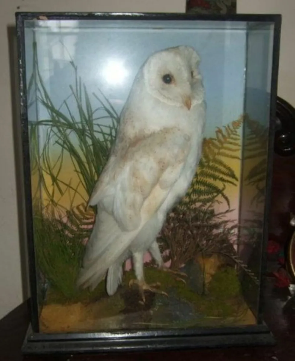 Vintage Victorian Taxidermy 'Rohu & Sons' Cork - Image 4