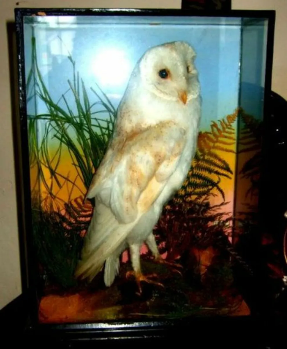 Vintage Victorian Taxidermy 'Rohu & Sons' Cork - Image 1