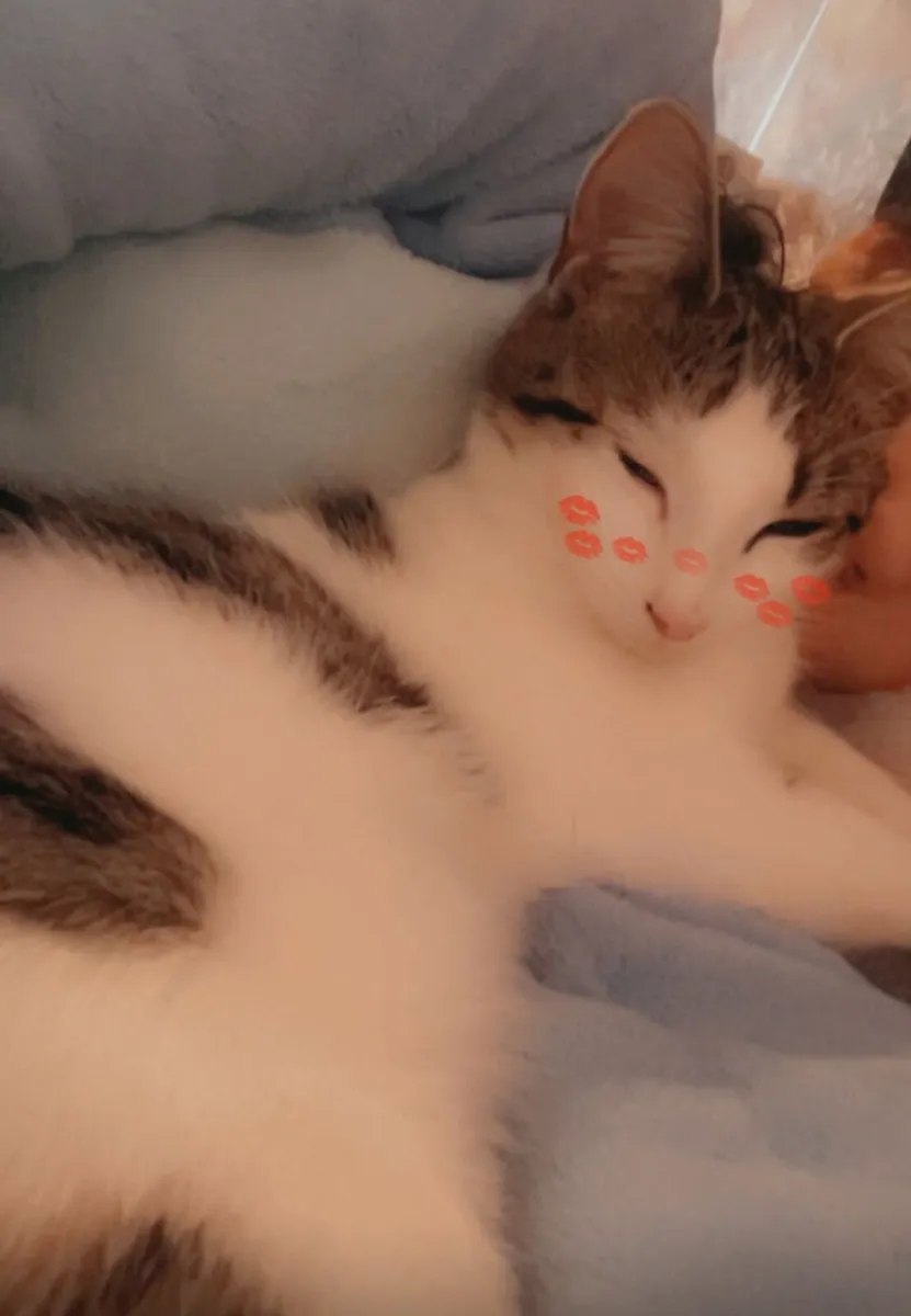 2 beautiful kittens - Image 2
