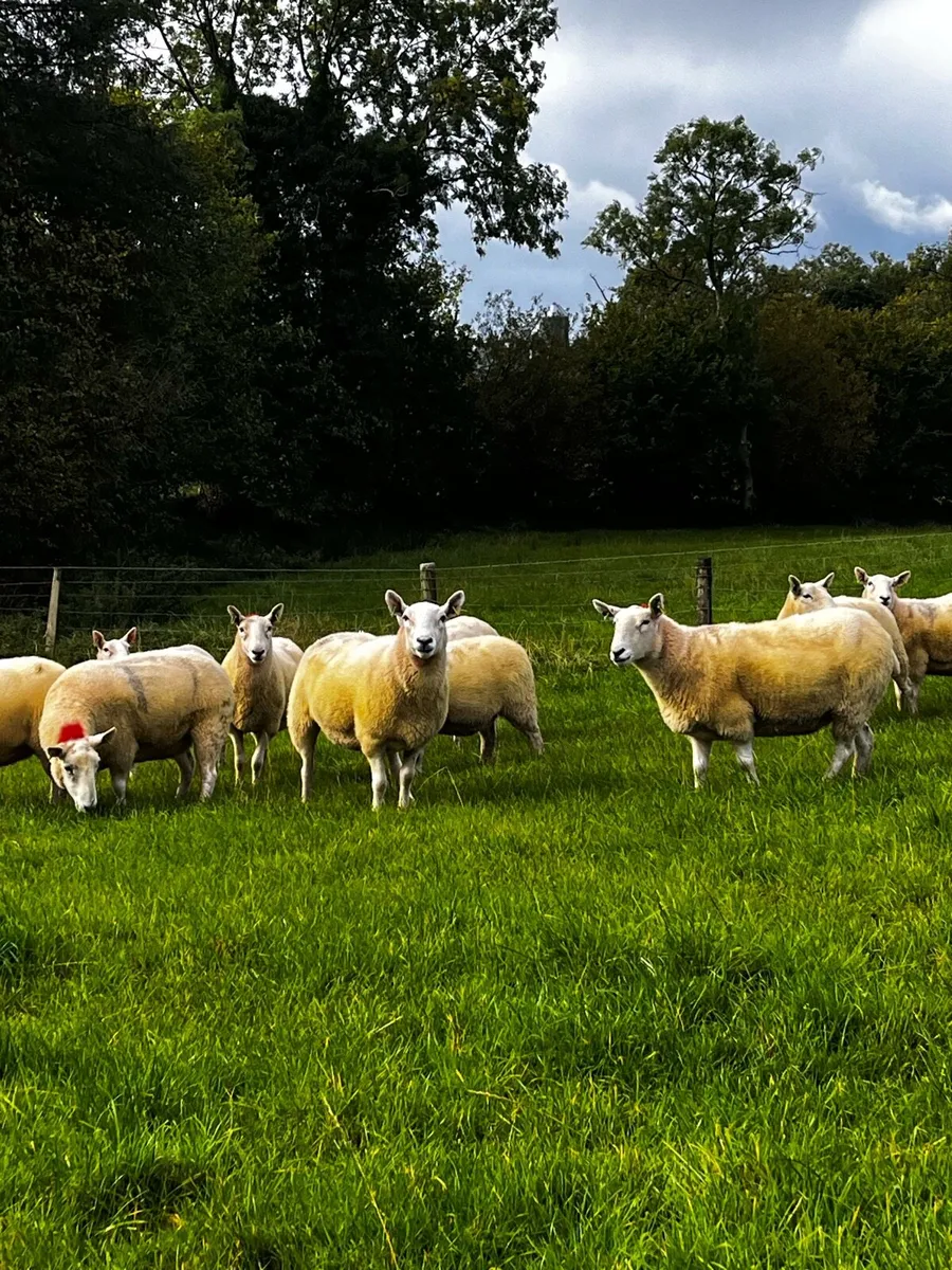 Ewes - Image 2