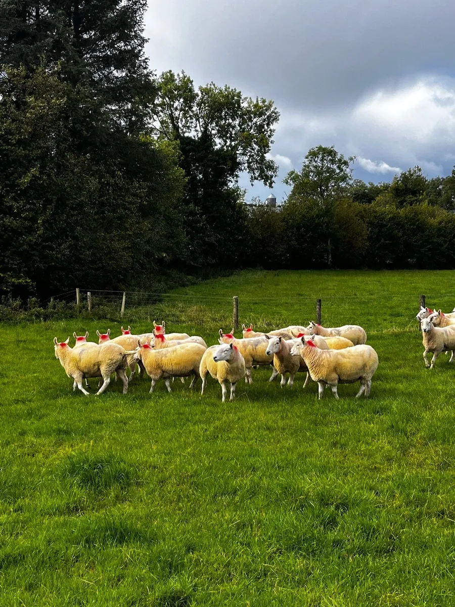 Ewes - Image 3