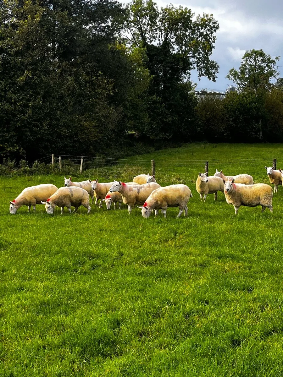 Ewes - Image 4