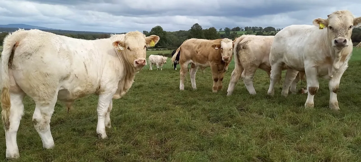 Bull Weanlings - Image 3