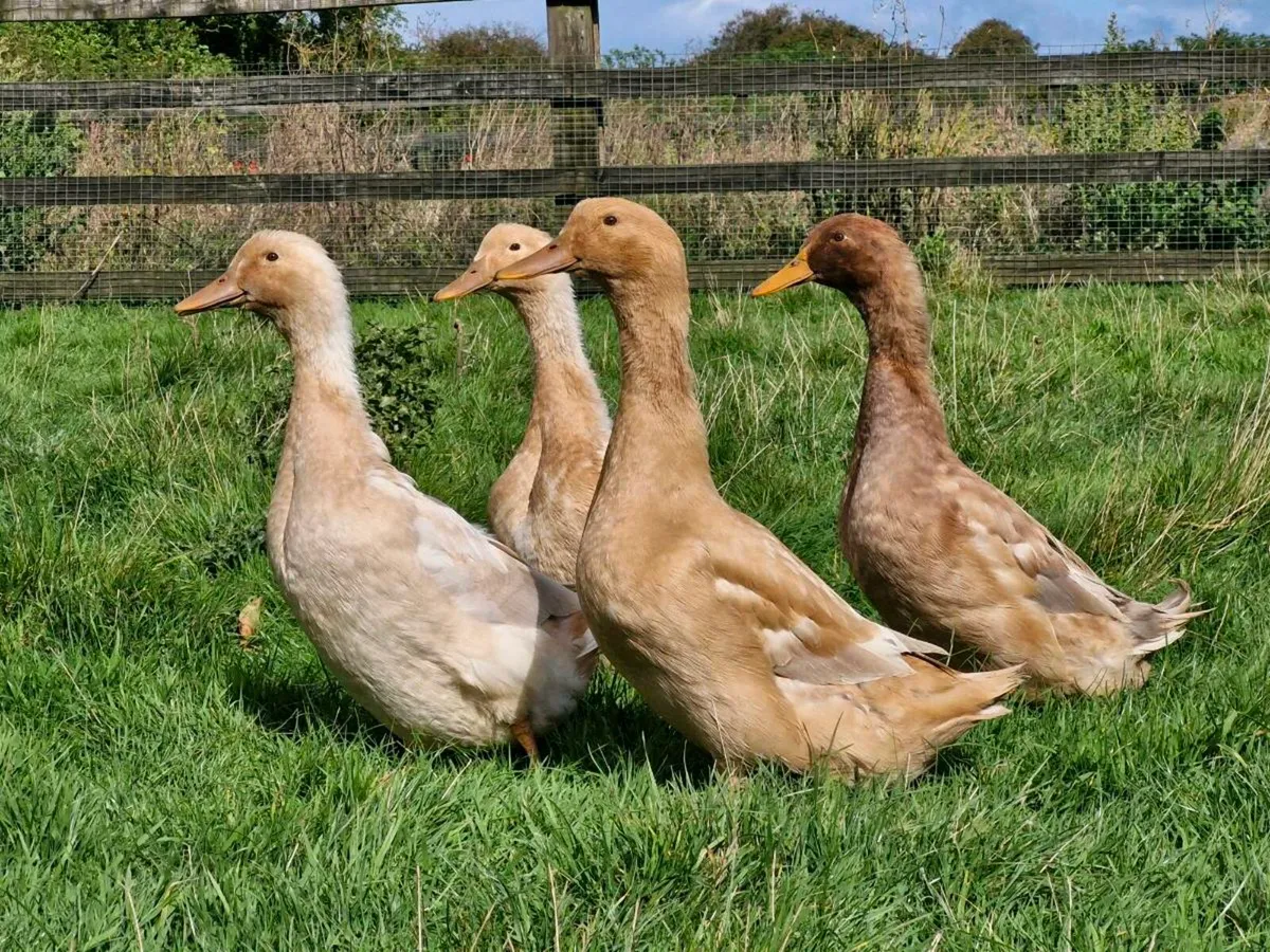 Muscovy ducklings & Orpington ducks - Image 1