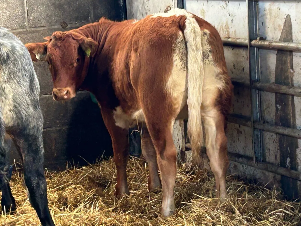 3 smashing breeding Heifers - Image 2