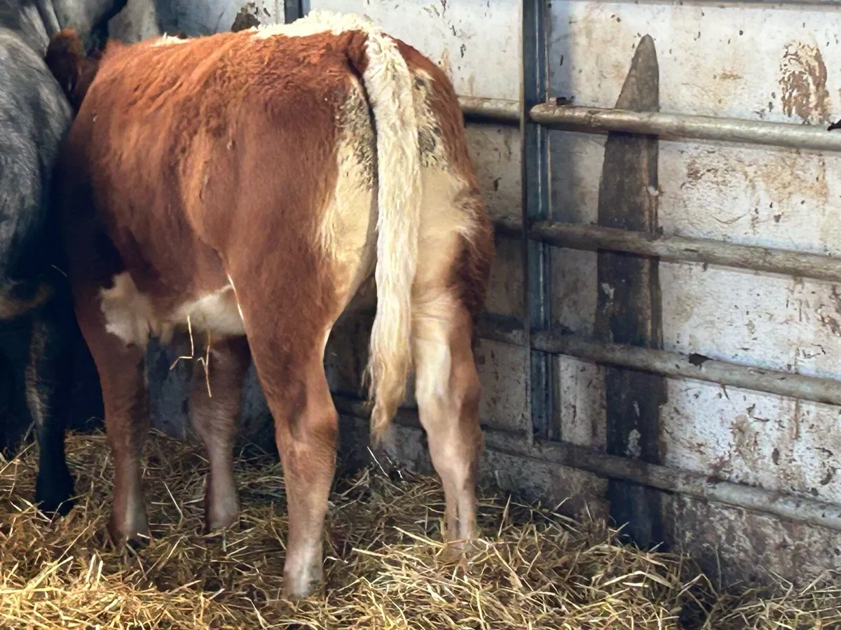 3 smashing breeding Heifers - Image 3