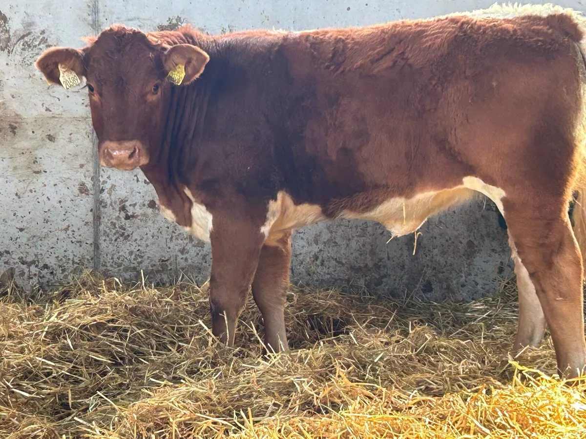3 smashing breeding Heifers - Image 4