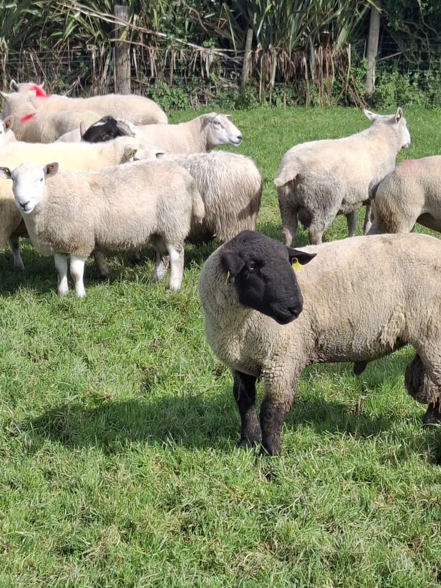 Rams - Image 1