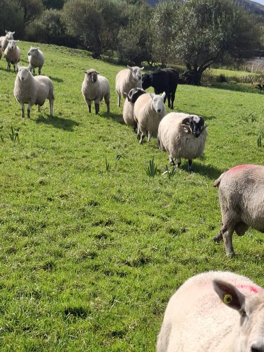 Rams - Image 2