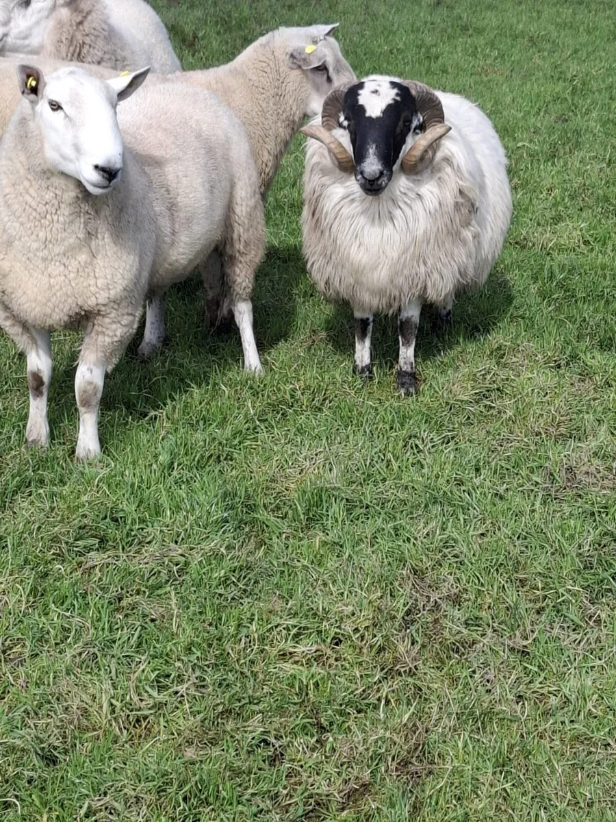 Rams - Image 3