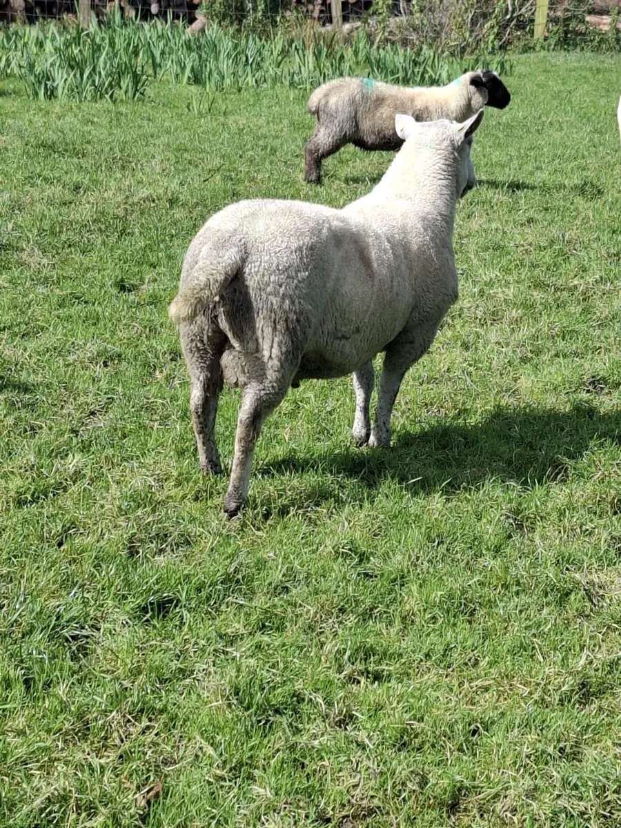 Rams - Image 4