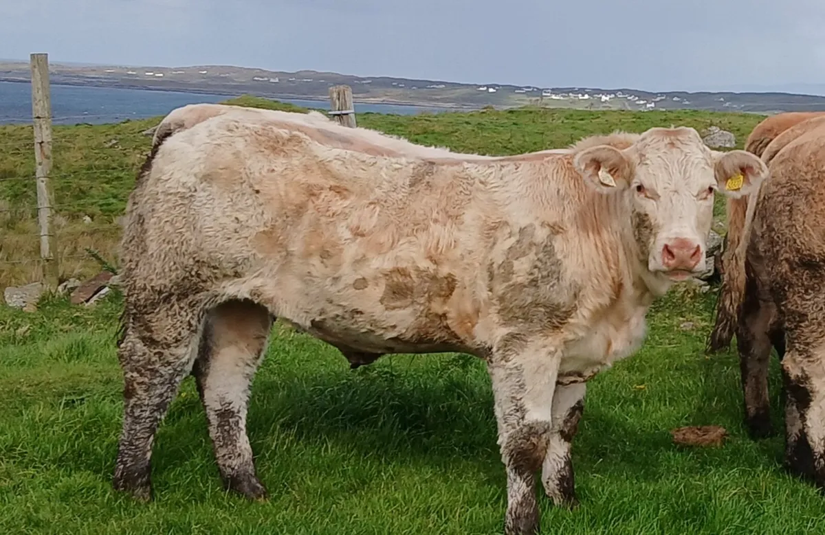 Pedigree Charolais Heifer - Image 1