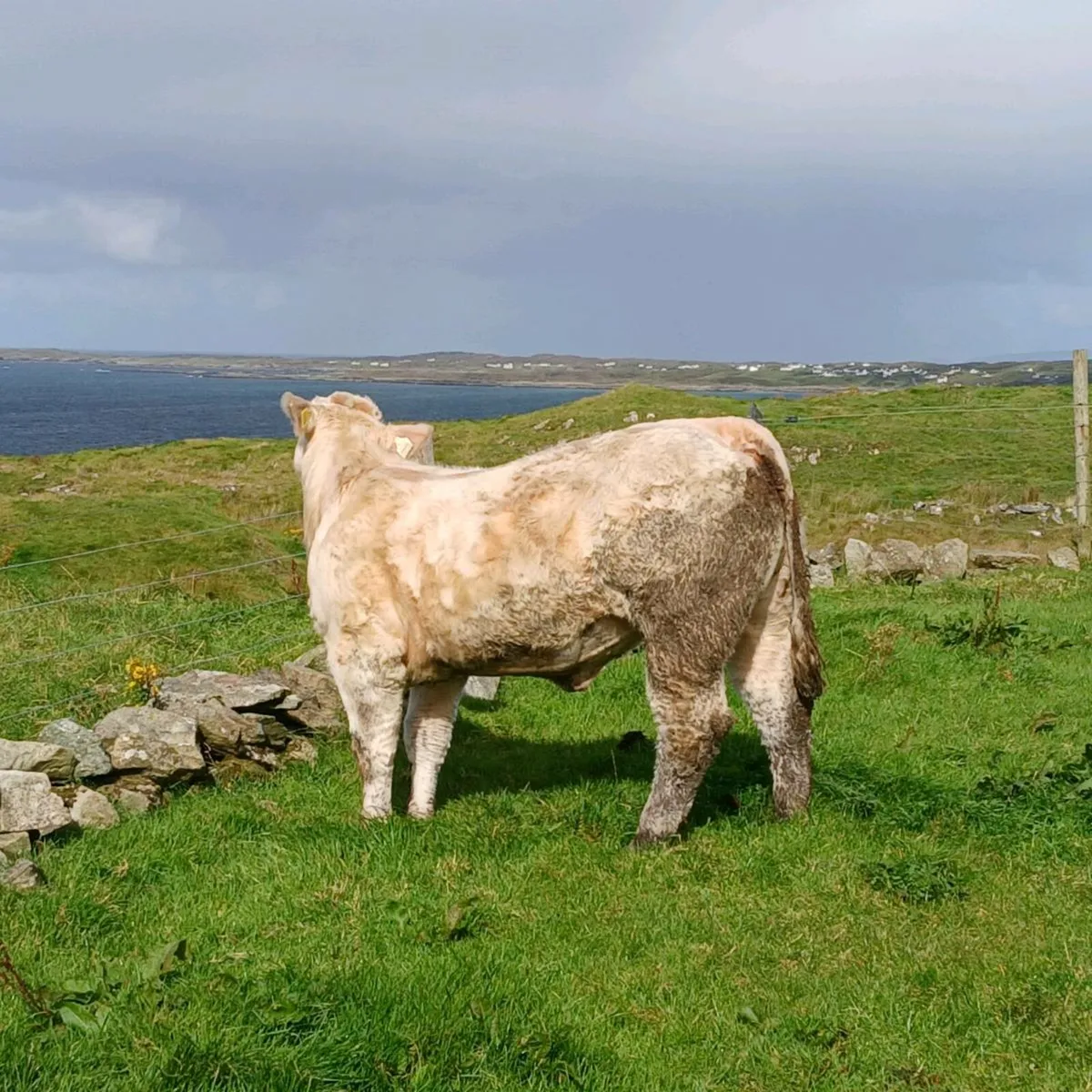 Pedigree Charolais Heifer - Image 2