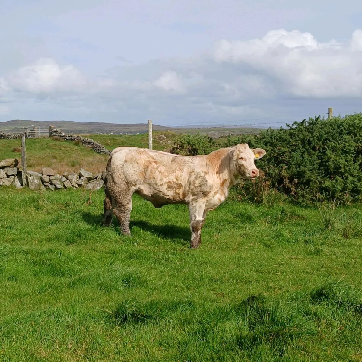 Pedigree Charolais Heifer - Image 3