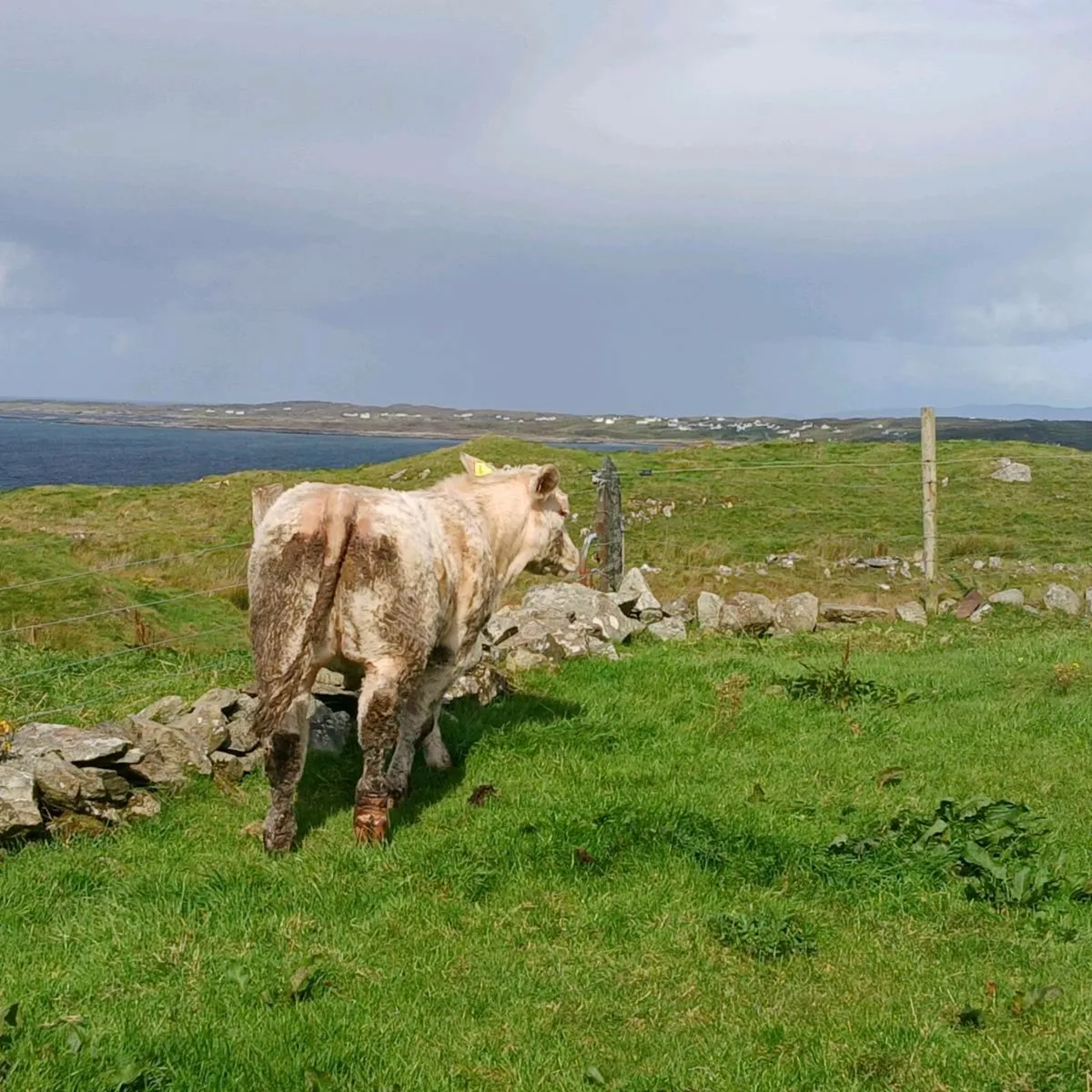 Pedigree Charolais Heifer - Image 4