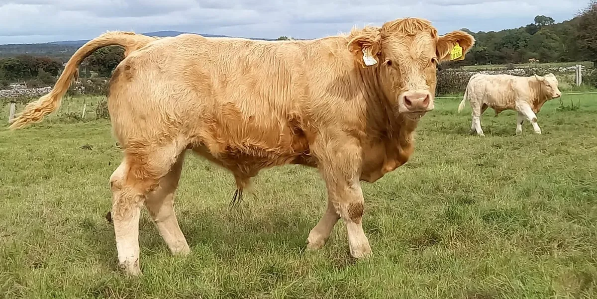 Bull Weanlings Roscommon Mart 23rd Sept - Image 1