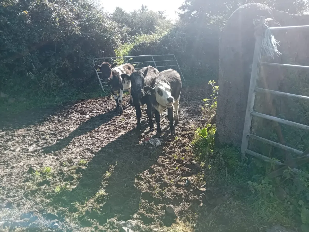 Belgian blue heifers - Image 2