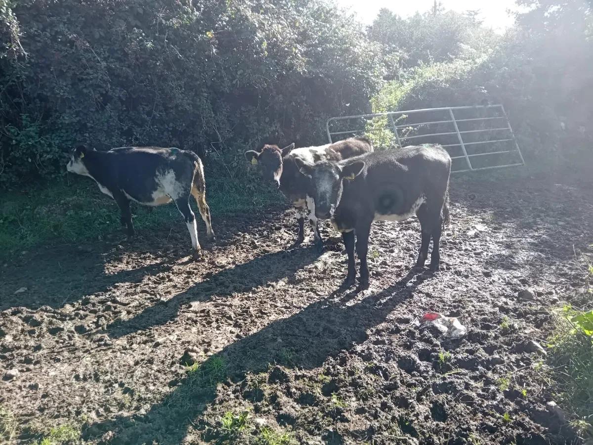 Belgian blue heifers - Image 3