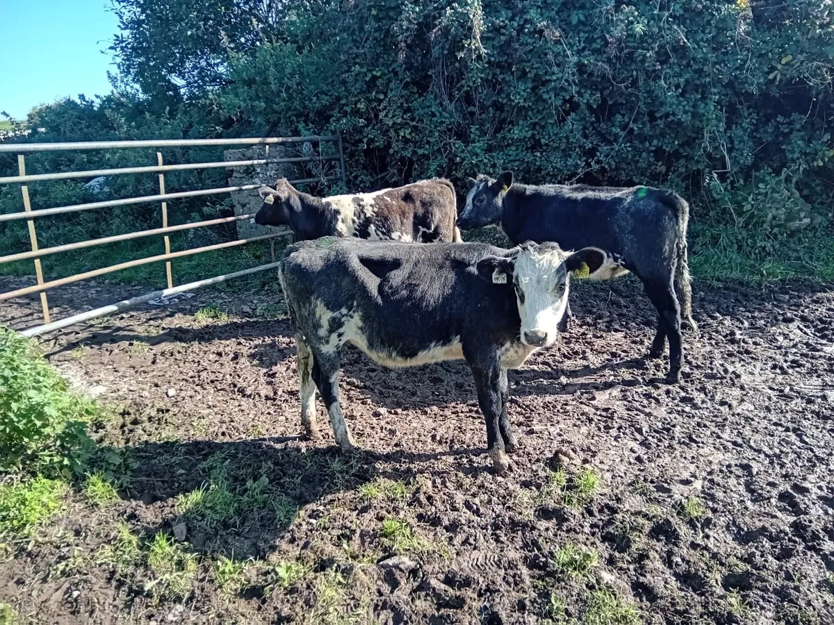 Belgian blue heifers - Image 4