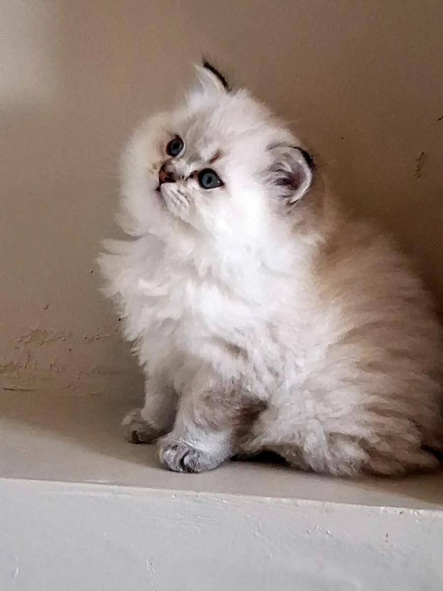 Ragdoll X British shorthair - Image 1