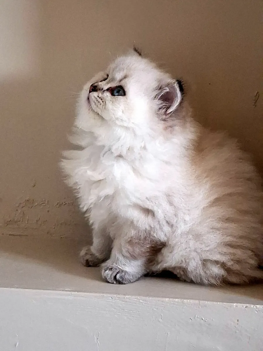 Ragdoll X British shorthair - Image 3