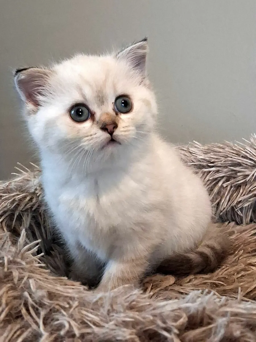 Ragdoll X British shorthair - Image 4