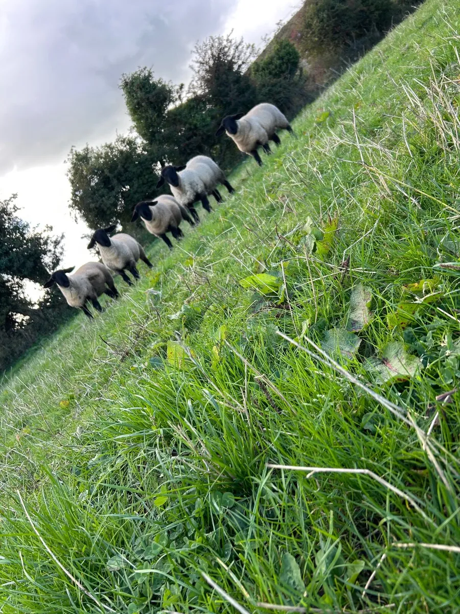 PBNR Suffolk Ewe Lambs - Image 1