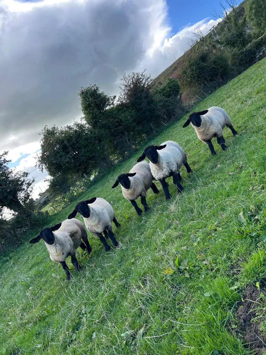 PBNR Suffolk Ewe Lambs - Image 2