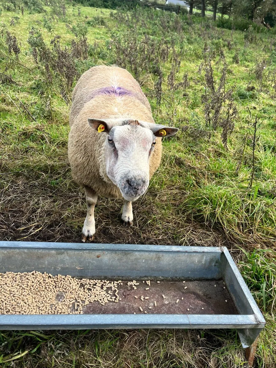 Chartex ram - Image 2