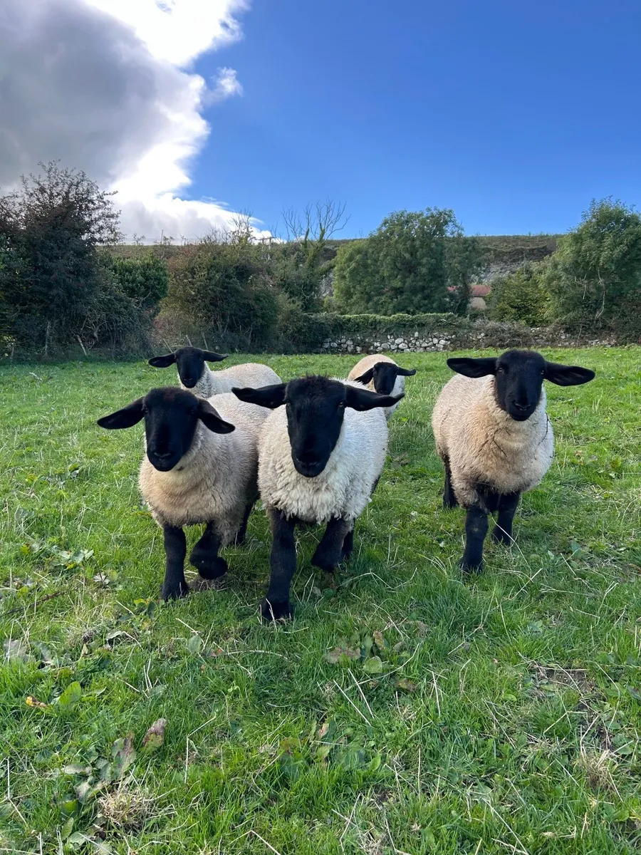 PBNR Suffolk Ewe Lambs - Image 3