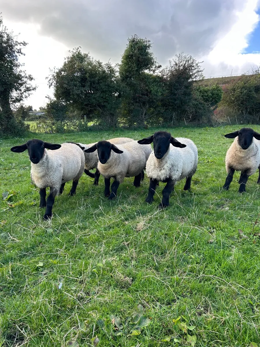 PBNR Suffolk Ewe Lambs - Image 4